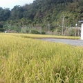 軟橋水稻收成
