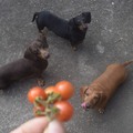 狗狗的番茄
