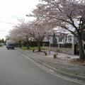 自家附近馬路盛開的櫻花 攝影予16/04/2012 傍晚