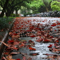 美流蘇，流蘇美~台大校園