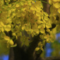 台北好去處~大安森林公園