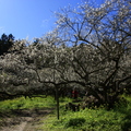 南投烏松崙——梅景如畫、傲骨凌霜