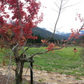 2013冬遊武陵農場