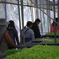 20140124梅峰農場---春陽分場