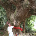 500 年老樟樹06