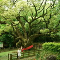 750 年老樟樹