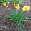 Daylily