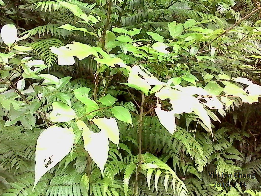 瑞柑國小_瑞芳山系大探索_105.5.14