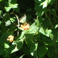 馬纓丹及白粉蝶