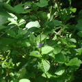 紫花長穗木