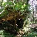 林寬、樹巨、陽光輕撒，倒木上覆蓋著苔蕨