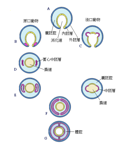 動物界 後口動物門觀念摘要the Animal Kingdom The Deuterostomes 2 1 加百列的部落格 Udn部落格