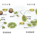 單細胞藻生命週期