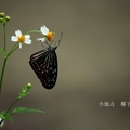 青斑蝶與大花咸豐草
