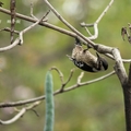 小啄木鳥 - 4
