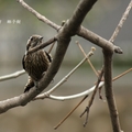 小啄木鳥 - 6