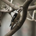 小啄木鳥 - 7