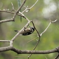 小啄木鳥 - 9