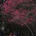 2015九族櫻花祭 - 8
