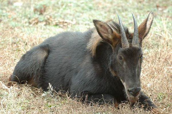 神獸踩空掉千島湖 後經查詢神獸實為國家二級重點保護動物鬣羚 - 不變的心 - udn部落格