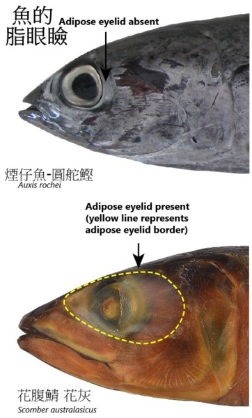 之於魚 編輯自維基百科 壹讀 鰤魚 鱈魚 Ger00 的部落格 Udn部落格