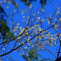 珍貴稀有的台灣擦樹開花
