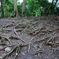 森林浴步道