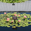 2016 Waterlily NYBG植物園