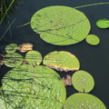 2016 Waterlily NYBG植物園