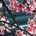 信義區的櫻花