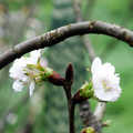 芳菲處處