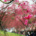 芳菲處處