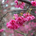 芳菲處處