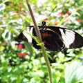 美國明尼蘇達州《聖保羅》-蝴蝶蝴蝶滿天飛Butterfly Exhibit - 2
