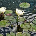 美國明尼蘇達州《聖保羅》-盛夏的睡蓮，水中的妖姬Marjorie McNeely Conservatory - 2
