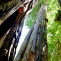 美國加州《紅木國家公園》-地表最高的樹種,5萬6千公頃的加州原生神木林 紅木國家公園Redwood National and State Parks - 1