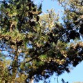 美國加州《Pacific Grove》-美西帝王蝶大回歸的蝴蝶樹盛況 帝王蝶谷保護區Monarch Grove Sanctuary - 1