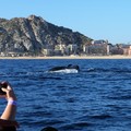 墨西哥《洛斯卡沃斯》-出海賞鯨去Cabo Adventures Whale Watching - 1