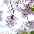 今天不流浪-春城無處不飛花 舊金山春櫻Cherry Blossom in San Francisco - 1