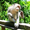 印尼《峇里島》-迷霧森林,與峇里島長尾猴同行 烏布猴子森林Ubud Monkey Forest - 1