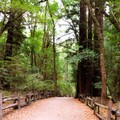 美國加州《聖塔克魯茲》-佛利蒙和羅斯福都愛的紅木森林 亨利考威爾紅木州立公園Henry Cowell Redwoods State Park - 1