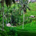 印尼《峇里島》-【峇里島梯田系列II】峇里島最美的梯田,IG的美拍聖地【世界文化遺産】Tegallalang Rice Terraces - 1