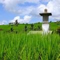 印尼《峇里島》-【峇里島梯田系列I】水利工程的極致,波瀾壯闊的稻浪【世界文化遺産】Jatiluwih Rice Terraces - 1