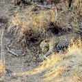 南非《克魯格國家公園》-攝獵南非,一個全新的旅遊體驗Lion Sands Game Reserve (動物篇 1) - 1