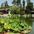 美國加州《洛衫磯》-以25年的時間在南加州打造蘇州園林 漢庭頓圖書館∙藝術館∙植物園The Huntington (流芳園Liu Fang Yuan) - 1