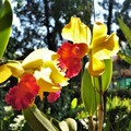 泰國《清邁》-全球最大的蘭花輸出國,1973年開園的湄林蘭花園Sai Nam Phung Orchid - 1