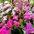 新加坡-百年花園,盛顏胡姬【世界文化遺産】新加坡植物園Singapore Botanic Gardens+國家胡姬園National Orchid Garden - 1