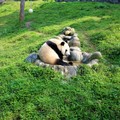中國《都江堰》-四川熊貓那裡看?「保護大熊貓研究中心」和「大熊貓繁育研究基地」差別在那裡?觀光客求生全攻略指南 - 2