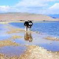 中國《香格里拉》-散落人間的一面明鏡,海子與草原的對話 納帕海Napa Lake+依拉草原Yila Grassland - 1