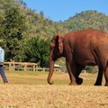 泰國《清邁》-以保護代替娛樂,愛它就不要騎它 大象自然公園Elephant Nature Park - 2